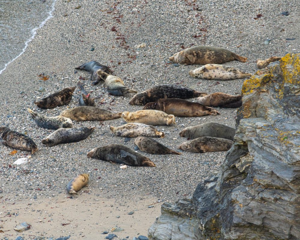 A number of seals at rest on the beach in Cornwall