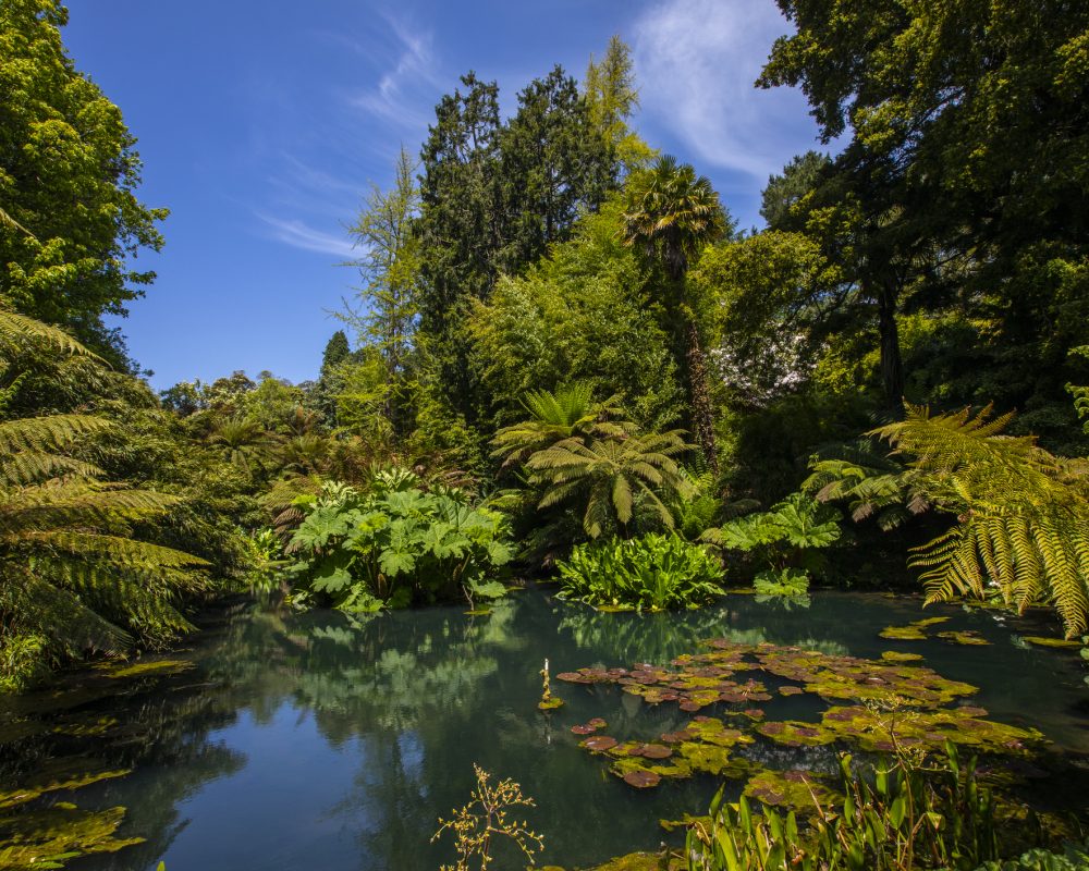 A beautiful view of a lake in the Jungle area of the Lost Gardens of Heligan in Cornwall, UK.