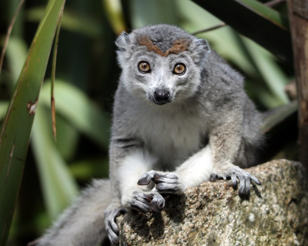 Crowned Lemur Stock Photo