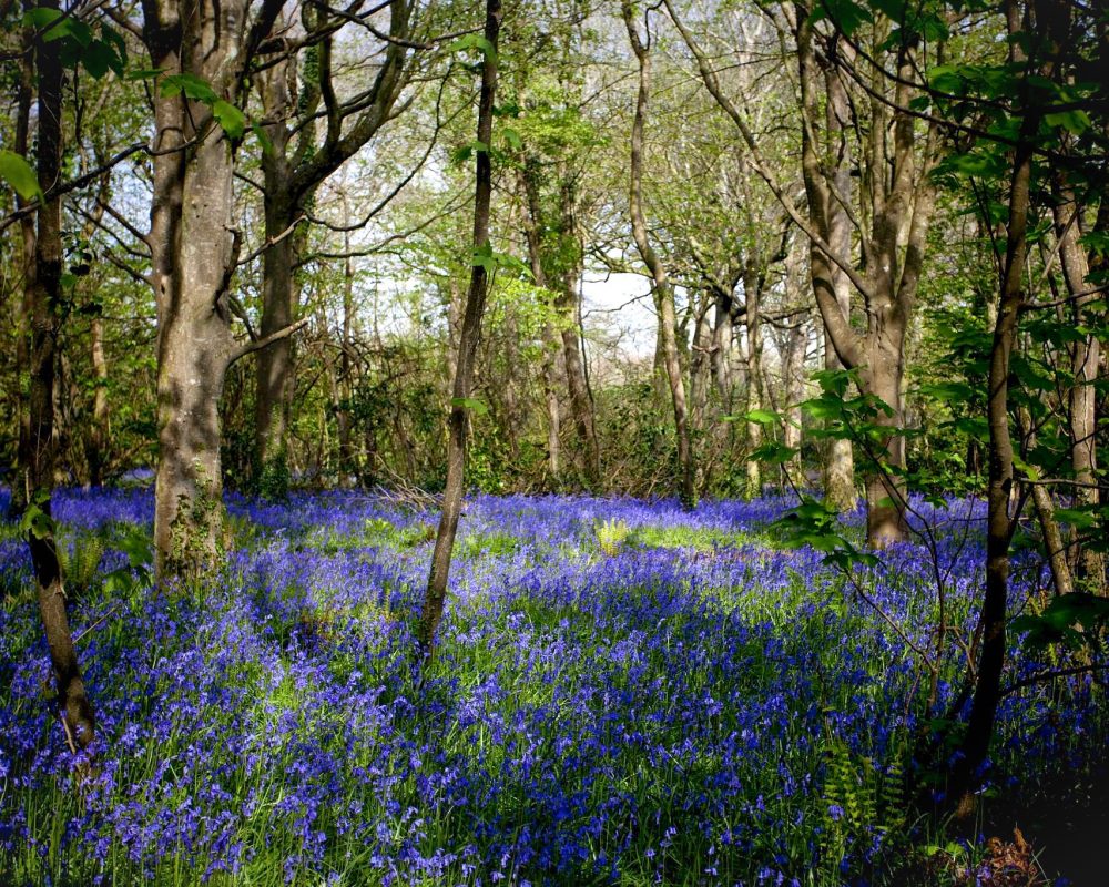 The floor of Tehidy Woods covered in Bluebells. Cornwall, UK.